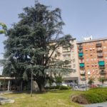 04-Il-Cedro-dellAtlante-di-Piazzale-Accursio