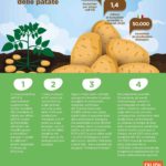 Potatoes-Forever_infografica_giugno-2023